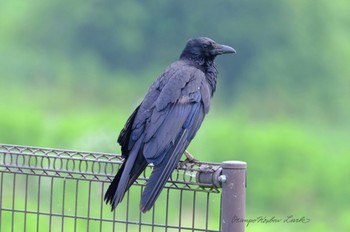 Carrion Crow 守谷 Wed, 6/22/2022