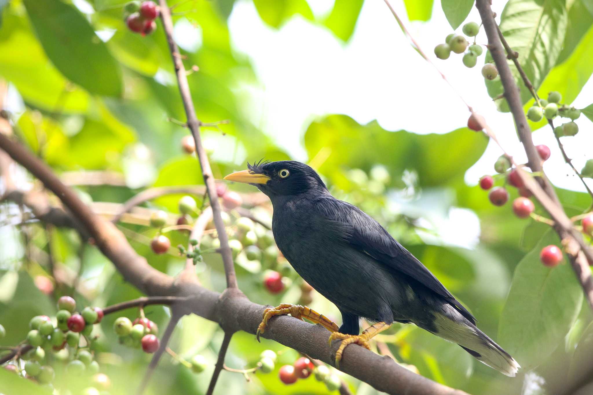 Photo of Javan Myna at Chinese garden by Trio