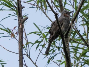 Wed, 6/22/2022 Birding report at 発寒川緑地(札幌市西区)