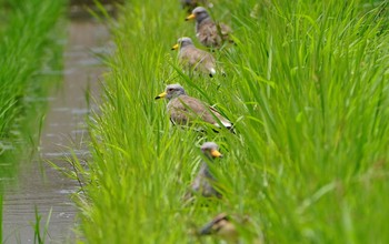 2022年6月22日(水) 東大阪市池島の野鳥観察記録