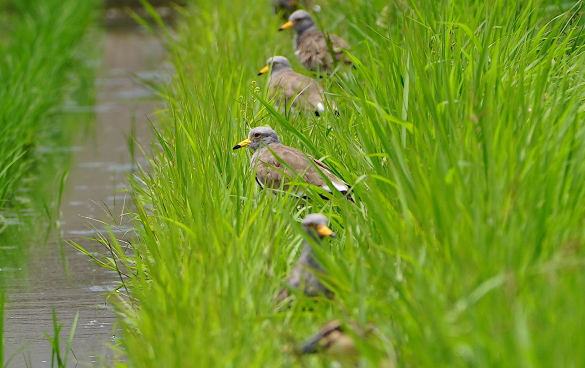 Photo of Grey-headed Lapwing at 東大阪市池島 by アルキュオン