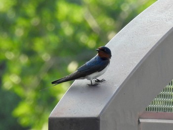 ツバメ 波志江沼環境ふれあい公園 2022年6月19日(日)