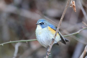 Red-flanked Bluetail Unknown Spots Sat, 1/6/2018