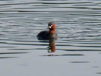 Little Grebe 波志江沼環境ふれあい公園 Sun, 6/19/2022