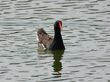 Common Moorhen 波志江沼環境ふれあい公園 Sun, 6/19/2022