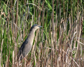 Black-crowned Night Heron 波志江沼環境ふれあい公園 Sun, 6/19/2022