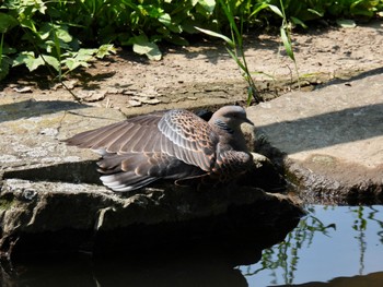 Oriental Turtle Dove 波志江沼環境ふれあい公園 Sun, 6/19/2022