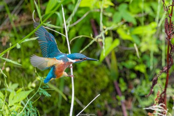 Common Kingfisher 境川遊水地公園 Sun, 6/12/2022