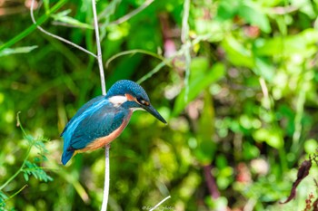 Sun, 6/12/2022 Birding report at 境川遊水地公園