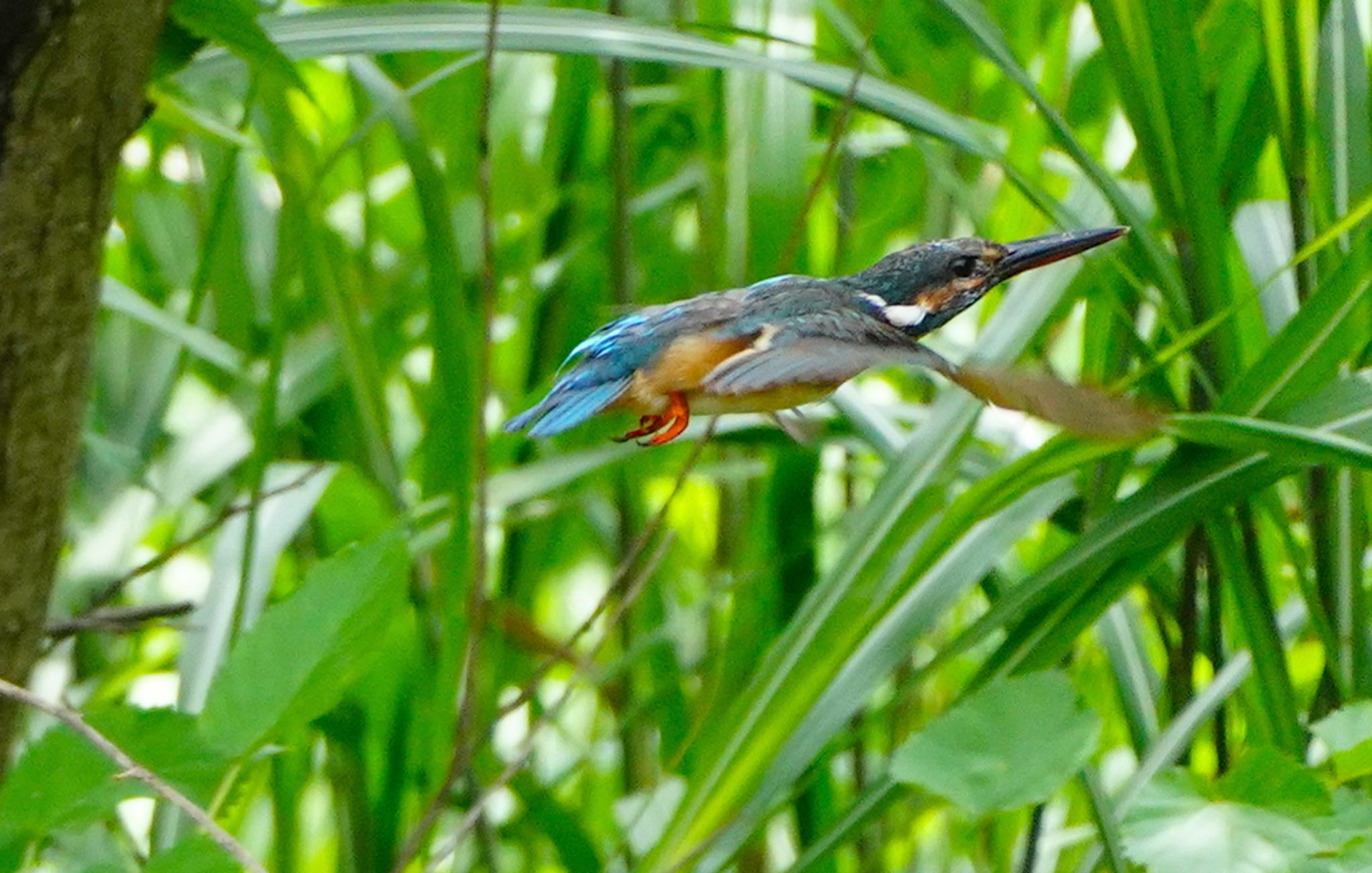 カワセミ