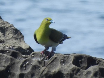 2022年6月22日(水) 大磯照ヶ崎海岸の野鳥観察記録