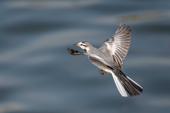 White Wagtail 兵庫県明石市 Sat, 12/23/2017