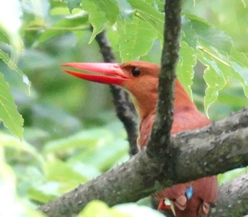 Ruddy Kingfisher 滋賀県湖北 Tue, 6/21/2022