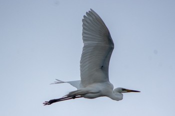 Great Egret 天竜川 Wed, 6/22/2022