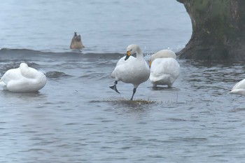 2018年1月6日(土) 滋賀県湖北野鳥センターの野鳥観察記録