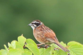 2022年6月22日(水) 滋賀県米原市の野鳥観察記録