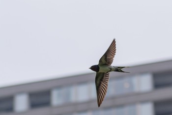 Barn Swallow 檜町公園(東京ミッドタウン) Wed, 6/22/2022