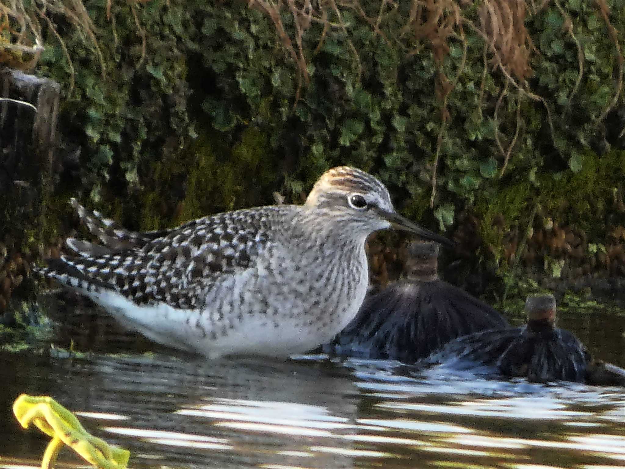 タカブシギ