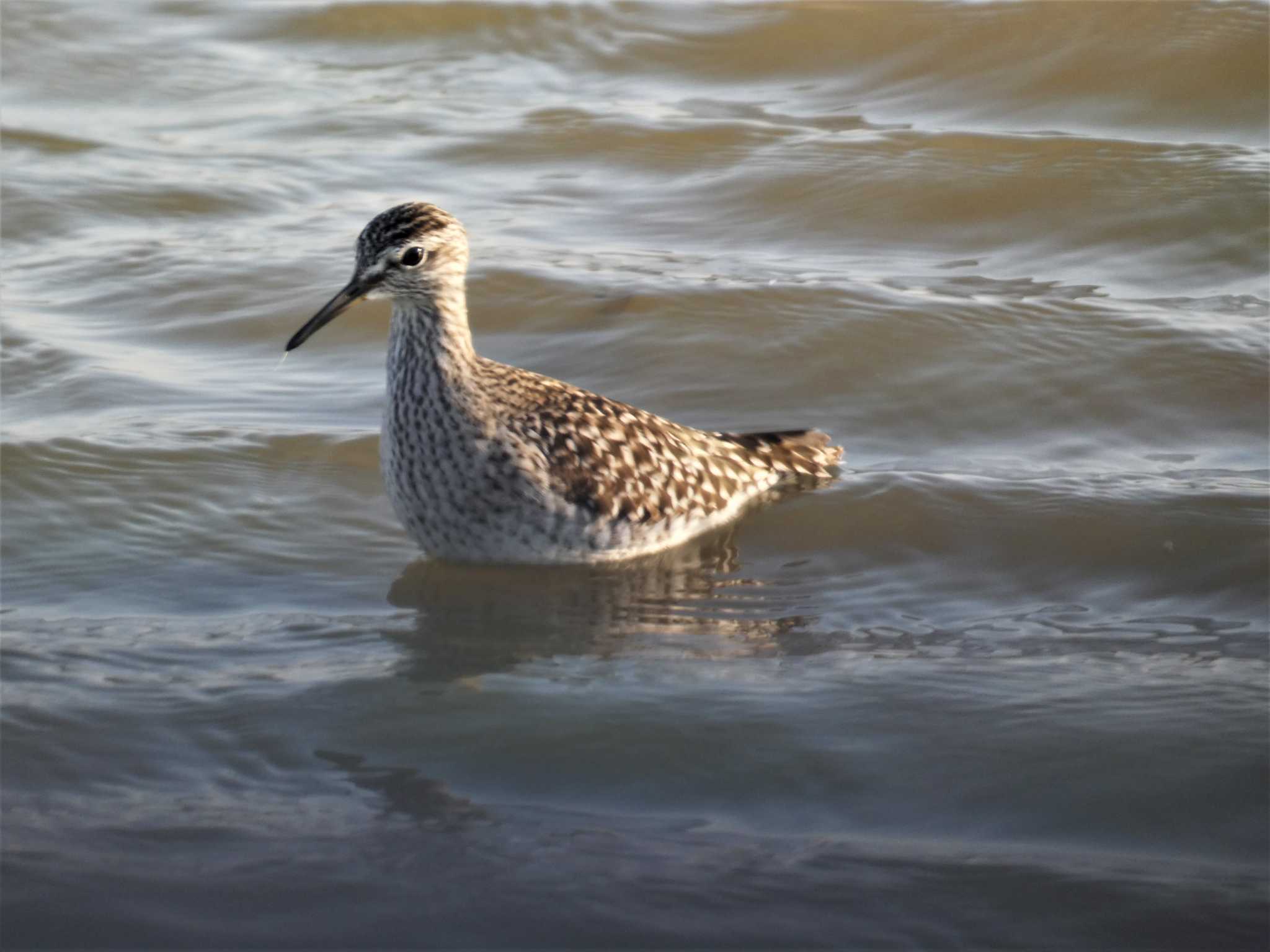 河北潟 タカブシギの写真 by koshi