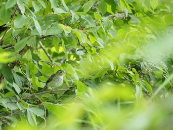 Asian Brown Flycatcher 多摩川 Mon, 6/20/2022