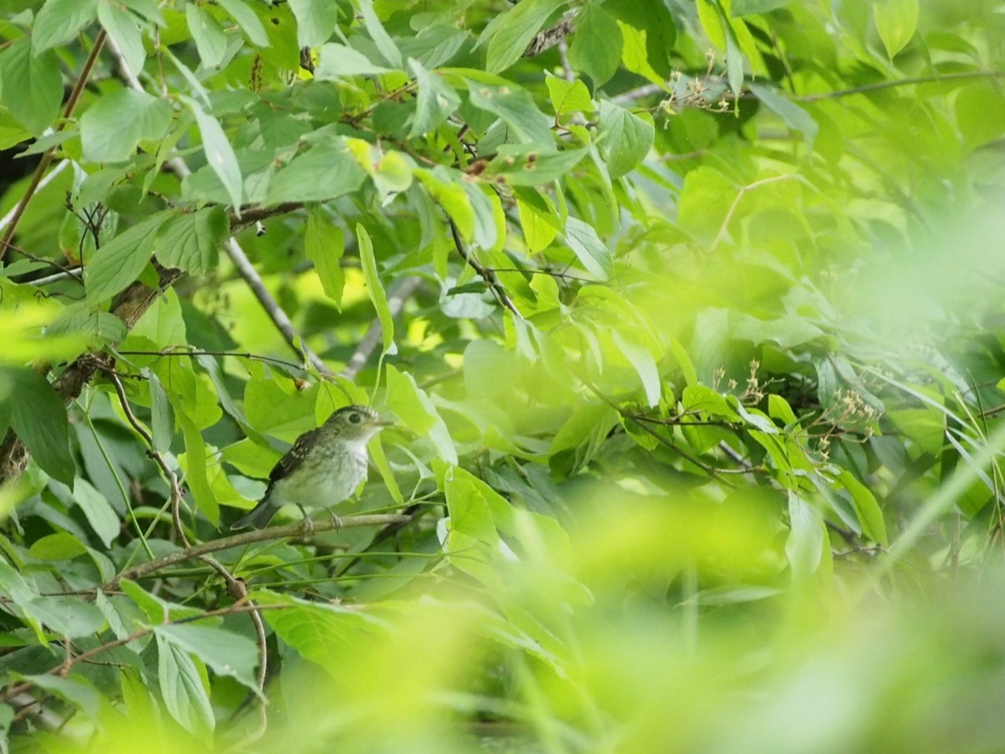 多摩川 コサメビタキの写真 by すまるのたま