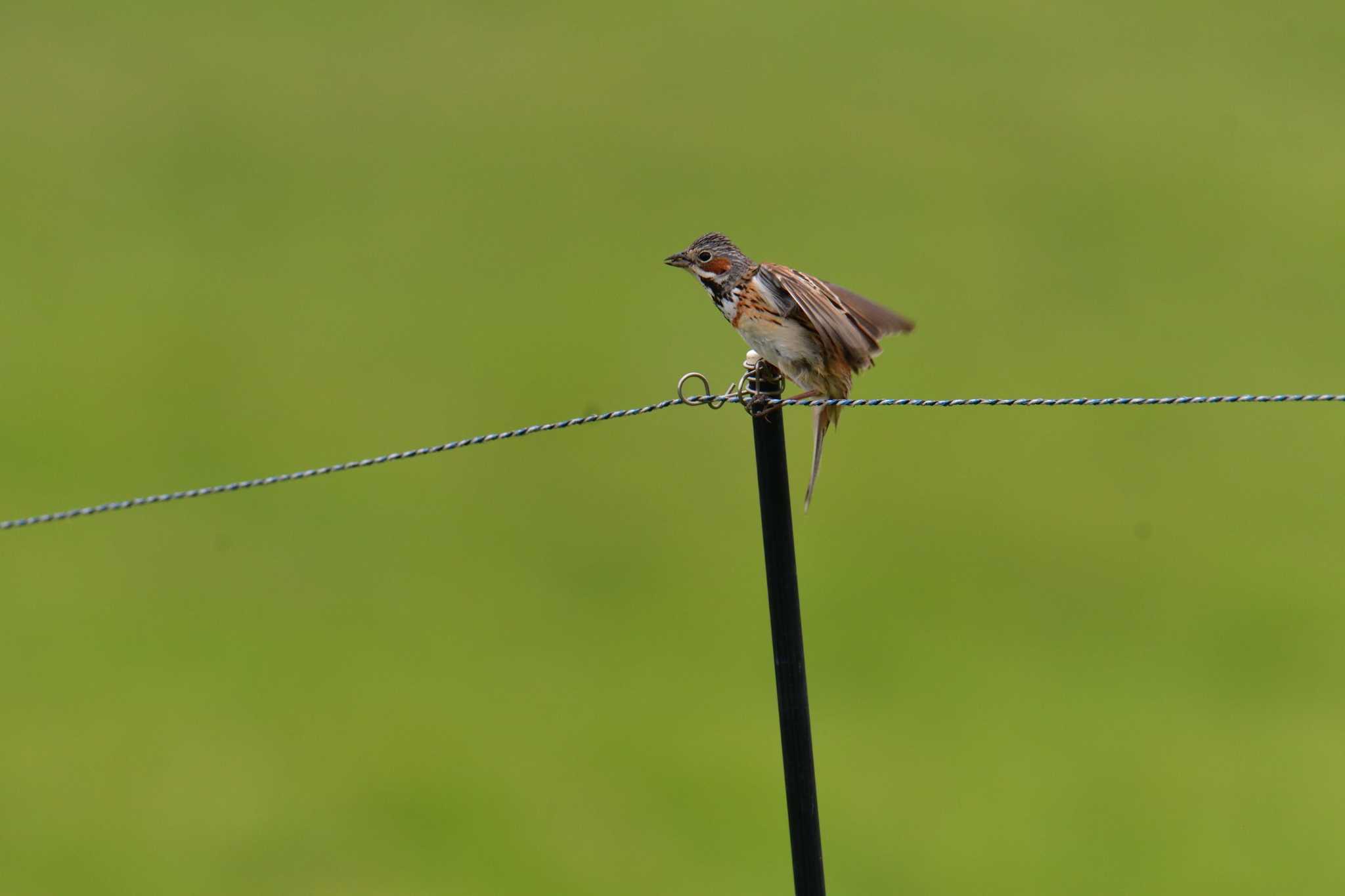 Chestnut-eared Bunting