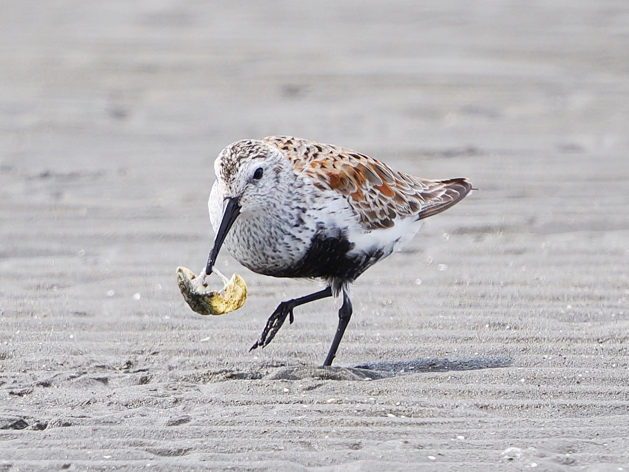 Dunlin