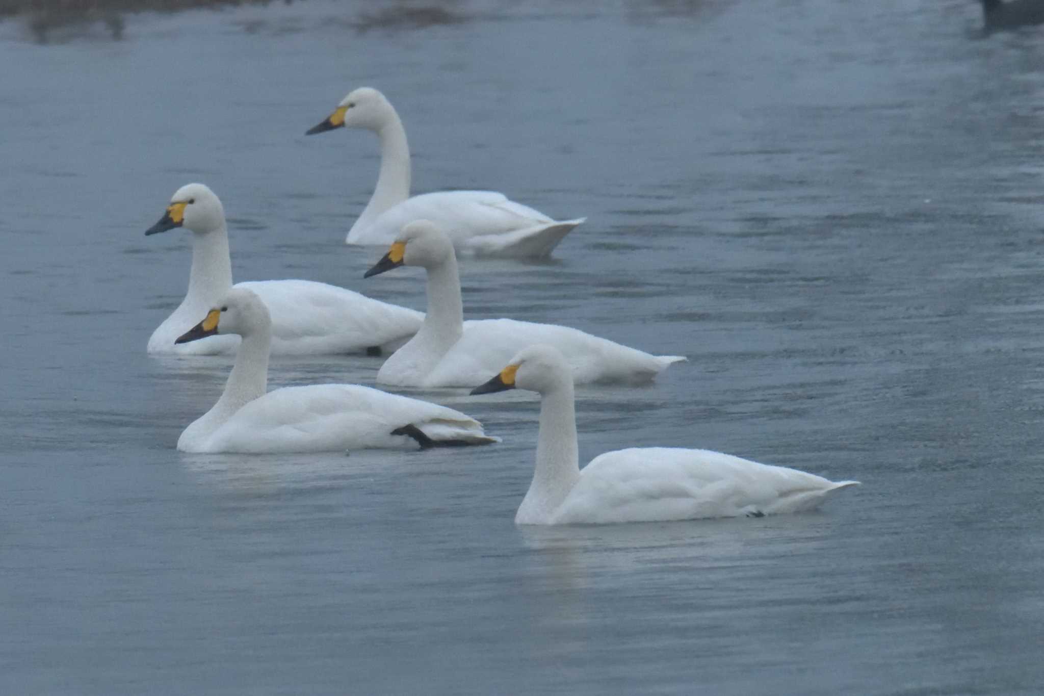 滋賀県湖北野鳥センター コハクチョウの写真 by masatsubo