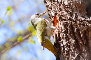 Grey-headed Woodpecker Maruyama Park Sat, 4/30/2022