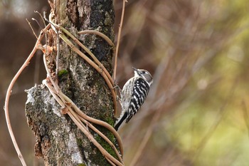 コゲラ 宮城県塩釜市・伊保石公園 2018年1月5日(金)