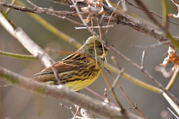 アオジ 宮城県塩釜市・伊保石公園 2018年1月5日(金)