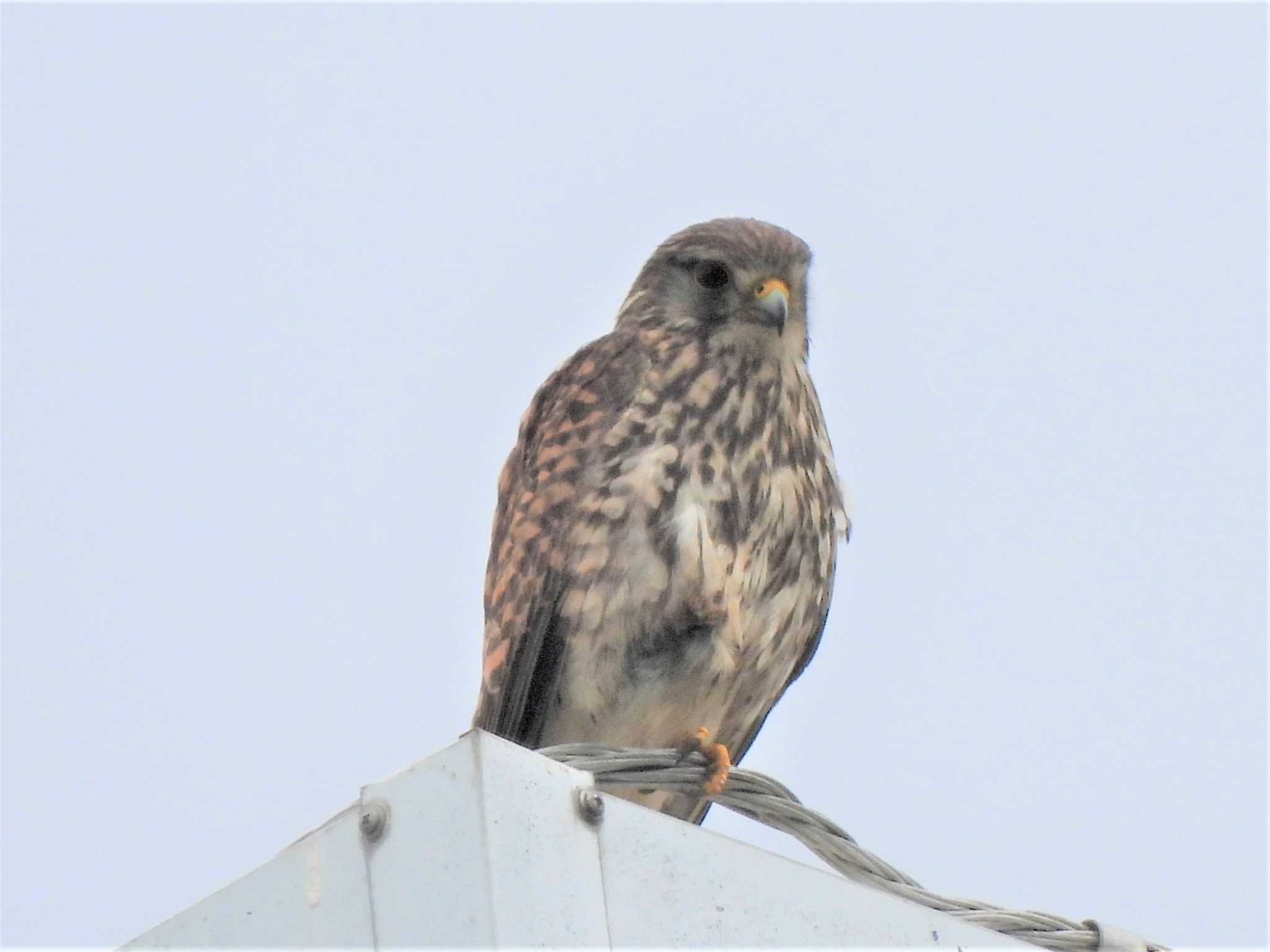 馬入ふれあい公園 チョウゲンボウの写真 by モーさん