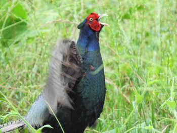 Thu, 6/23/2022 Birding report at 馬入ふれあい公園