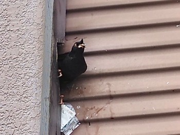 Crested Myna 横浜市 Thu, 6/23/2022