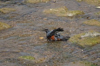 Blue Rock Thrush 御津漁港 Thu, 6/23/2022