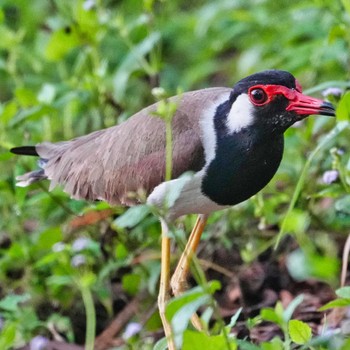 Red-wattled Lapwing Bang Phra Non-Hunting area Thu, 6/23/2022