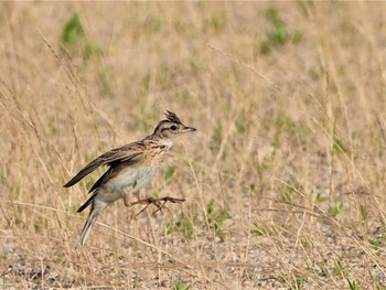 Eurasian Skylark 甲子園浜(兵庫県西宮市) Wed, 6/22/2022