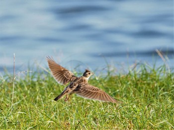 Eurasian Skylark 甲子園浜(兵庫県西宮市) Wed, 6/22/2022