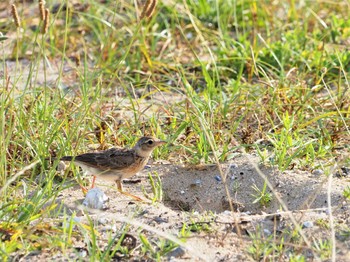 Eurasian Skylark 甲子園浜(兵庫県西宮市) Wed, 6/22/2022