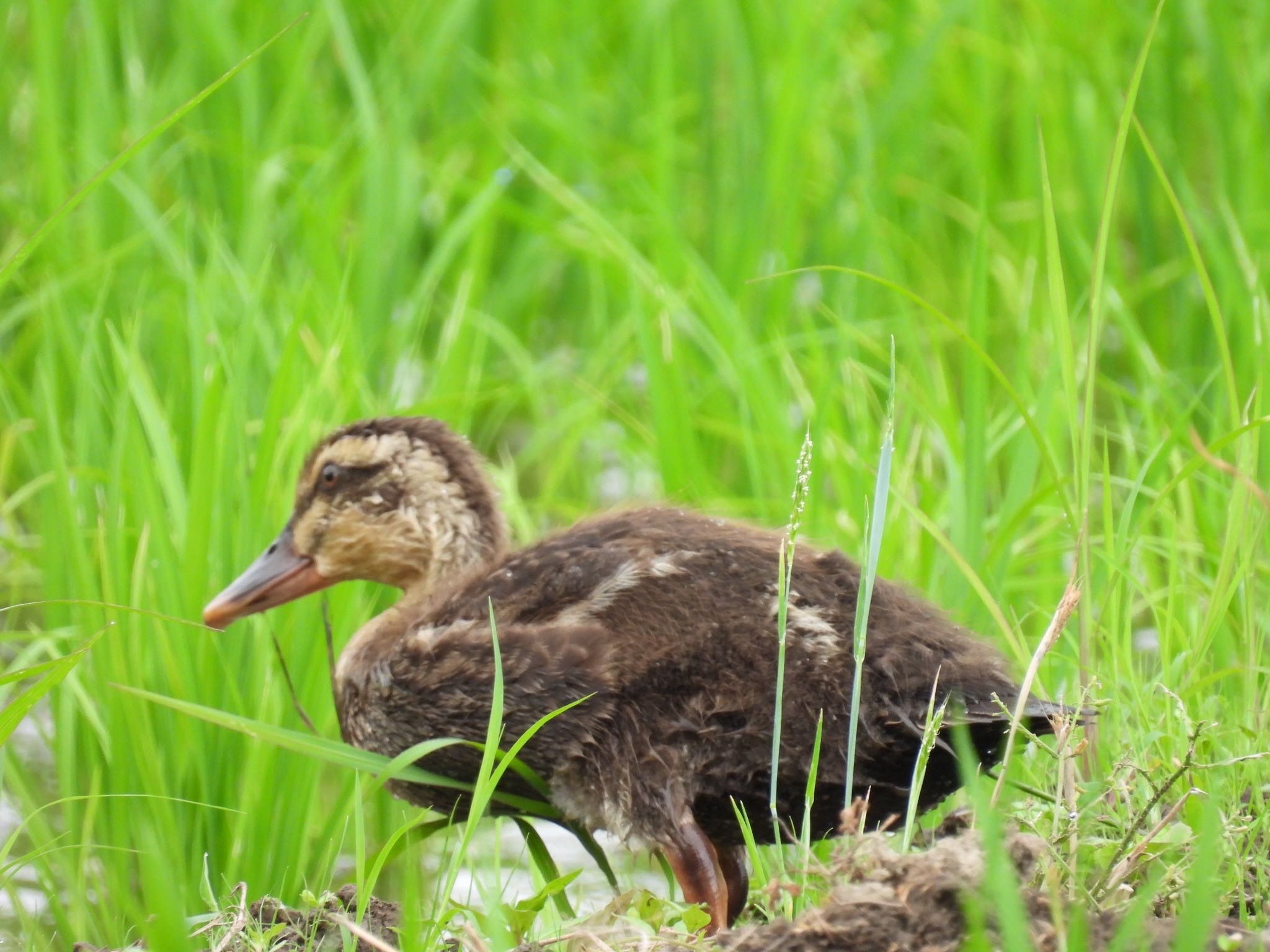 埼玉県さいたま市 カルガモの写真 by ツピ太郎