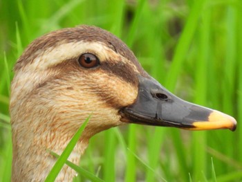 2022年6月23日(木) 埼玉県さいたま市の野鳥観察記録