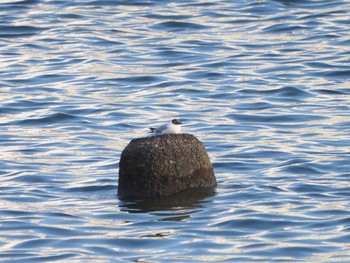 Black-headed Gull 甲子園浜(兵庫県西宮市) Wed, 6/22/2022