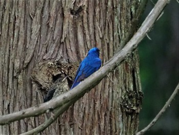 Blue-and-white Flycatcher 篠山公園 Wed, 6/8/2022