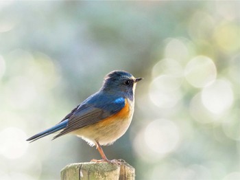 Red-flanked Bluetail 廣田神社 Thu, 1/27/2022