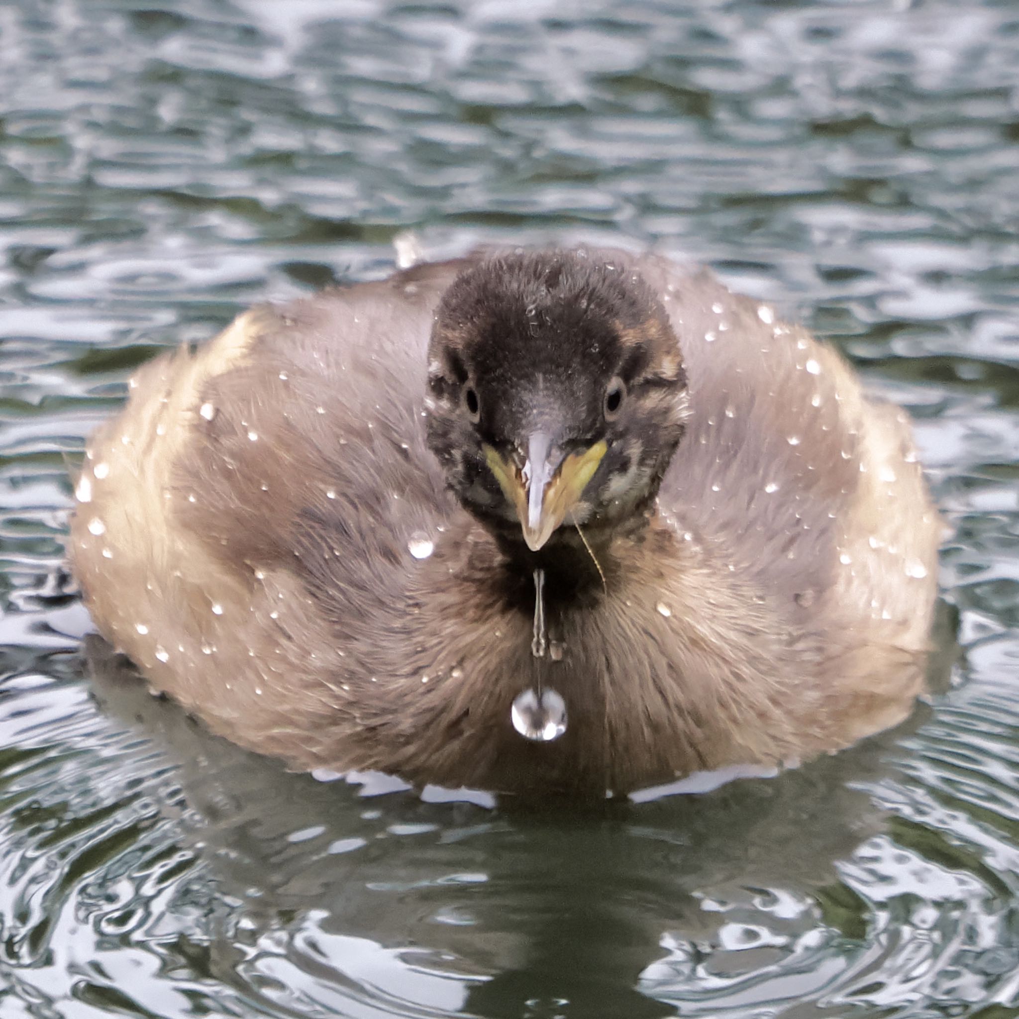 カイツブリ