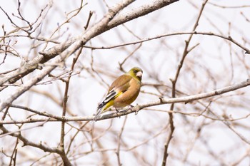 カワラヒワ 青葉山公園 2017年3月5日(日)