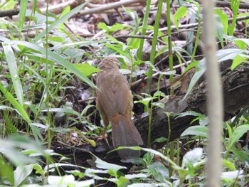 2022年6月19日(日) 京王百草園の野鳥観察記録