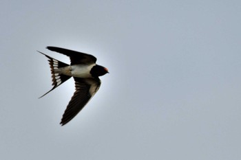 Barn Swallow 甲府市 Thu, 6/23/2022