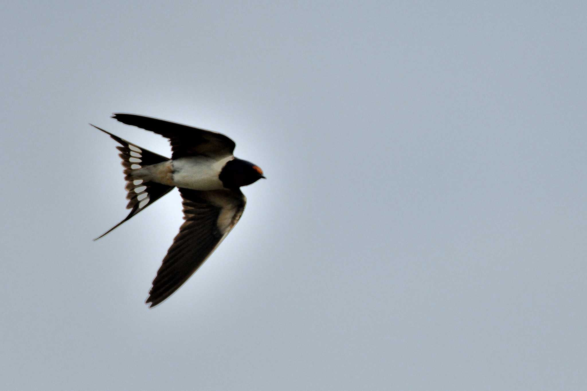 Photo of Barn Swallow at 甲府市 by しの