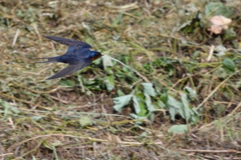 Barn Swallow 甲府市 Thu, 6/23/2022